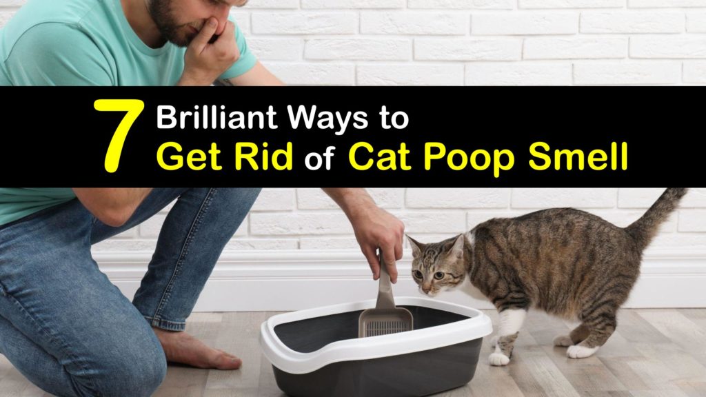 How to Get Rid of Cat Poop Smell titleimg1