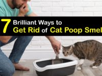 How to Get Rid of Cat Poop Smell titleimg1