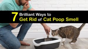 How to Get Rid of Cat Poop Smell titleimg1