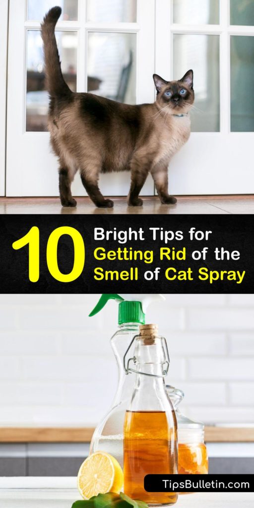 If you smell a strong urine odor around your home, the cause could be cat spray on furniture or the carpet. To eliminate unwanted cat urine odor, use a homemade odor eliminator made with simple cleaning agents for carpet cleaning and odor removal. #cat #urine #spray #remove #smell