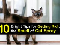 How to Get Rid of Cat Spray Smell titleimg1