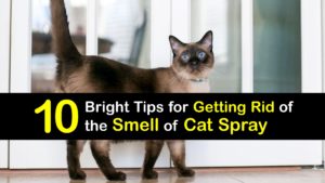 How to Get Rid of Cat Spray Smell titleimg1