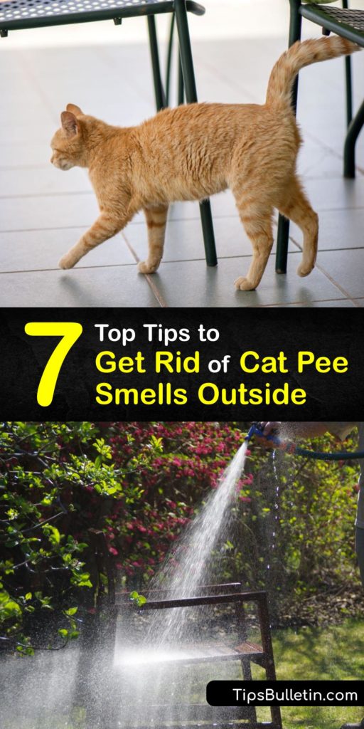 If you're sick of cat urine odor, this article is for you. Discover some excellent tips and tricks to clean pet urine and get the smell out forever. We've got proven odor remover recipes to save your yard from neighborhood male cats and the smell of pet urine. #clean #cat #urine #smell #outdoors