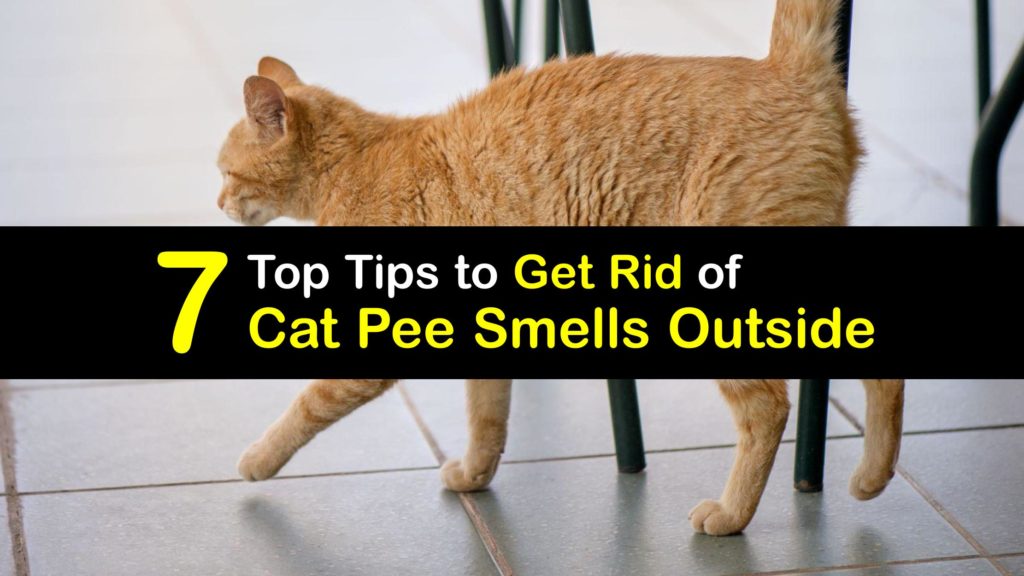 How to Get Rid of Cat Urine Smell Outside titleimg1