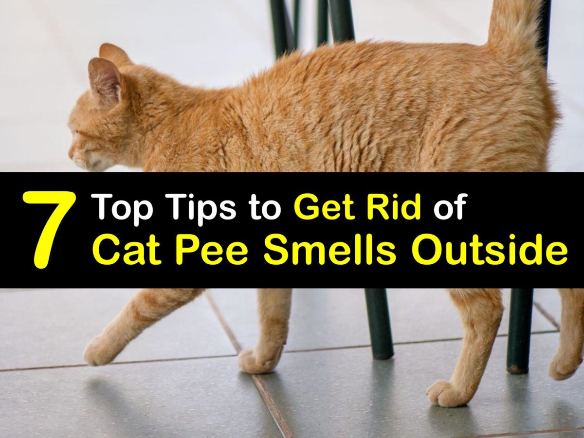 Cat pee deals smell out