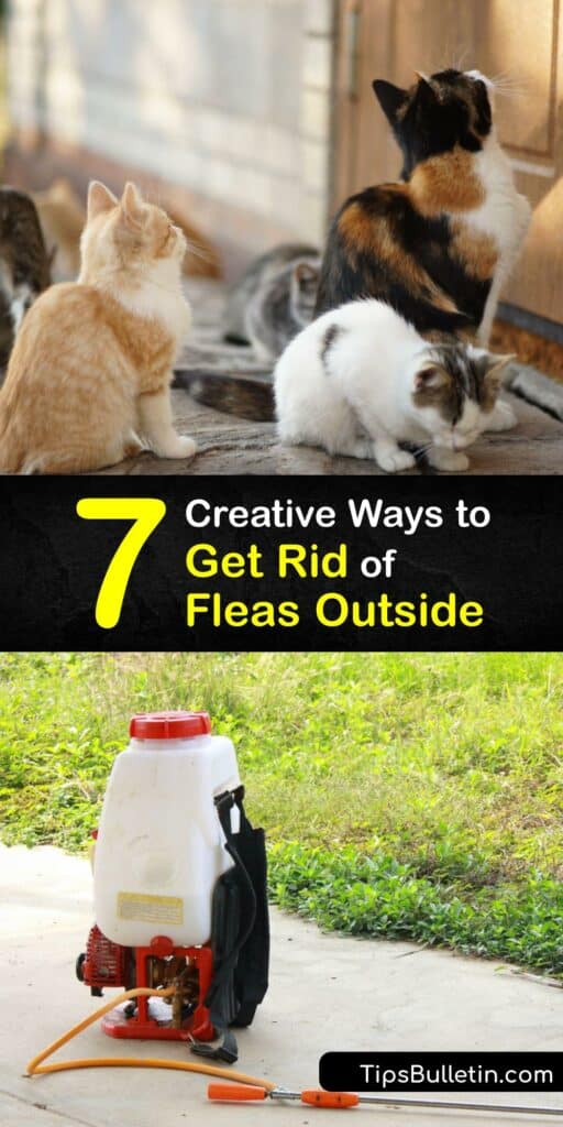 Adults fleas, their flea larvae, and flea eggs are unwelcome in any home or yard. Whether you have dog or cat fleas, its easy to kill fleas and repel fleas using DIY kennel spray, dish soap traps, and baking soda. Avoid a painful adult flea bite with DIY flea treatment. #getridof #fleas #outside
