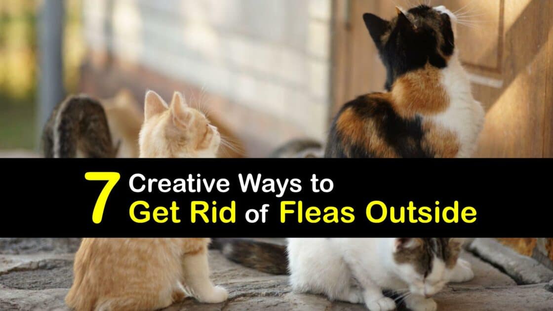 Eliminate Fleas Outside Fast Guide to Get Rid of Fleas Outdoors