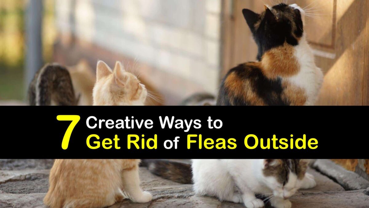 Eliminate Fleas Outside Fast Guide to Get Rid of Fleas Outdoors