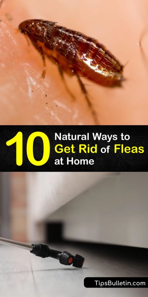 A flea bite can carry more than just pain and irritation for your pets. Increased flea activity in your home could mean an increased risk of parasitic worms targeting pets, so knowing how to kill fleas is essential. Follow our guide for flea treatment advice. #fleas #getridof