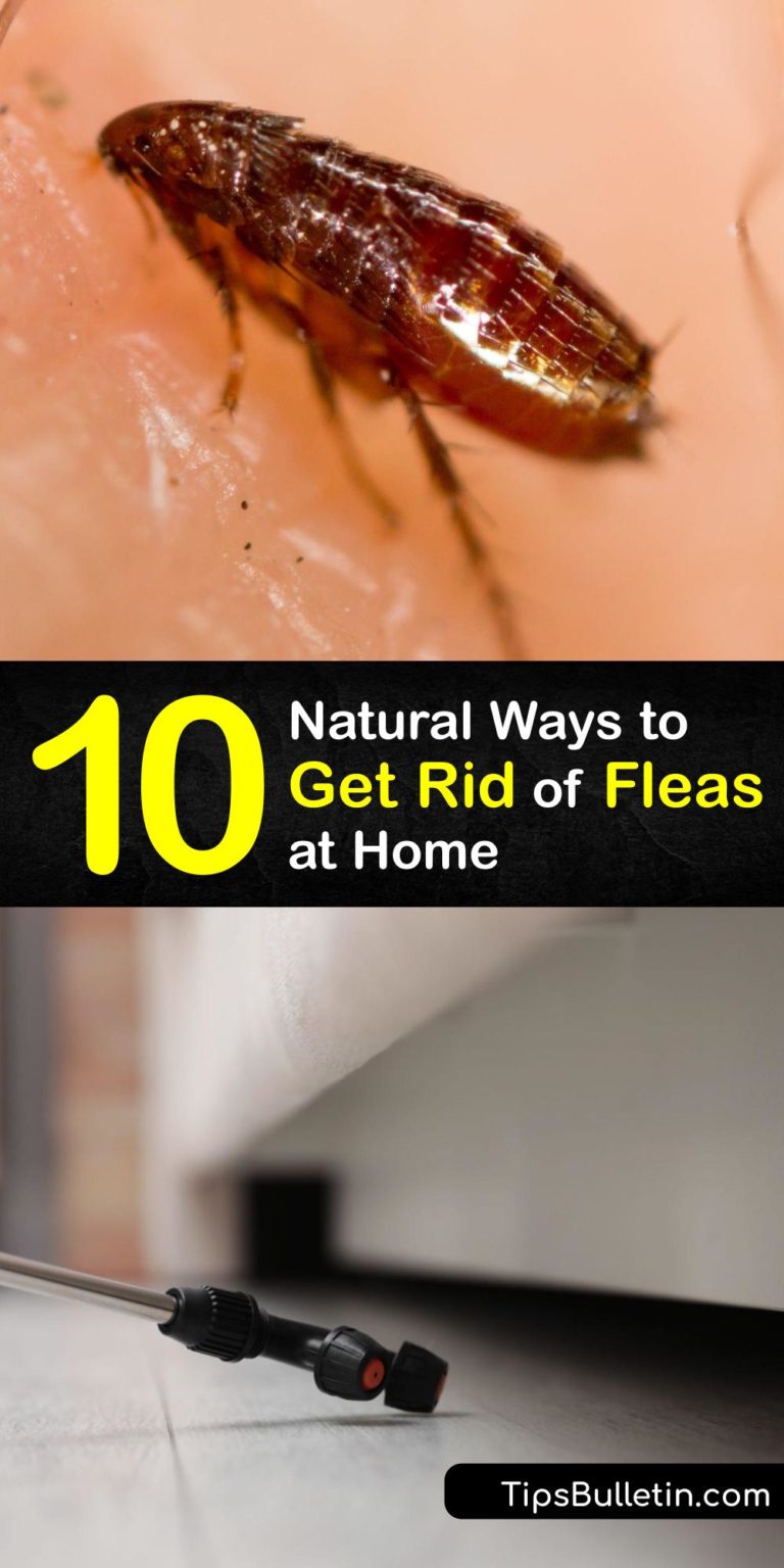 Flea Control Smart Guide for Getting Rid of Fleas