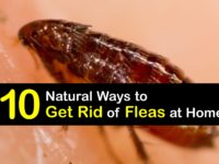 How to Get Rid of Fleas titleimg1