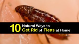 How to Get Rid of Fleas titleimg1
