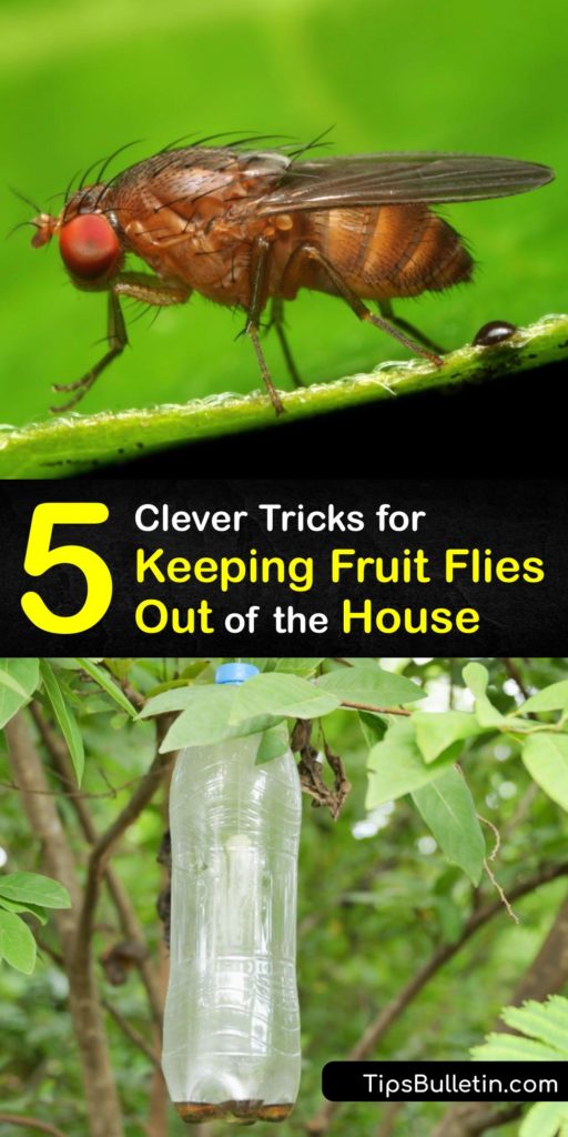 Discover fruit fly control for your fruit fly infestation. Commonly called the drain fly, these pests are attracted to organic matter such as ripe fruit. Bottle traps using apple cider vinegar and dish soap effectively kill drain flies and house flies outdoors. #getridof #fruit #flies #outside