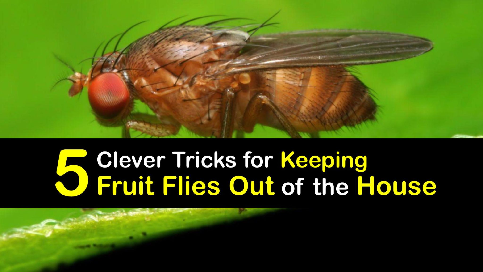 Fruit Fly Control Easy Tips for Getting Rid of Fruit Flies Outside