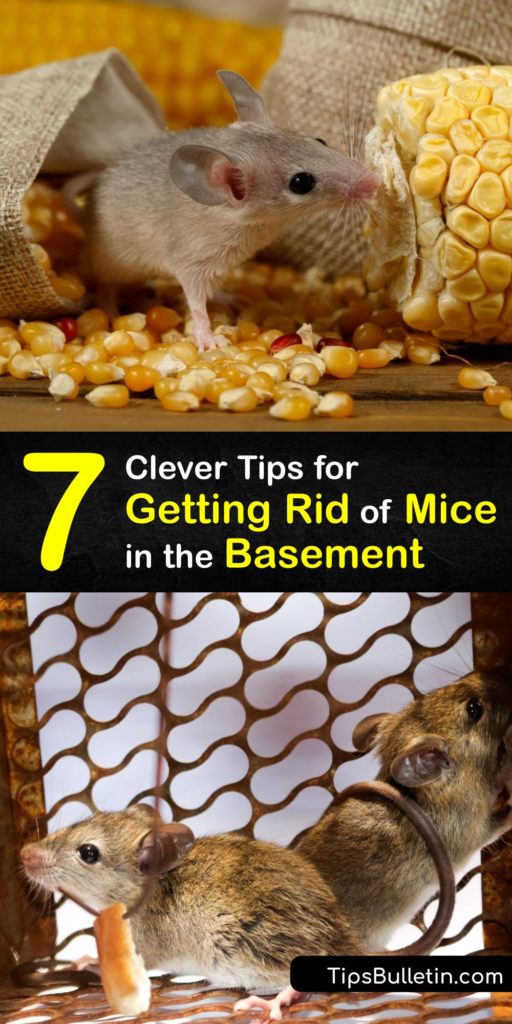 Whether you noticed mouse droppings or saw a house mouse, it’s crucial to treat a rodent infestation and repel mice quickly. Use a humane mouse trap with peanut butter bait or a snap trap to catch mice. Prevent mice by sealing food sources and using essential oils. #getridof #mice #basement
