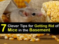 How to Get Rid of Mice in the Basement titleimg1