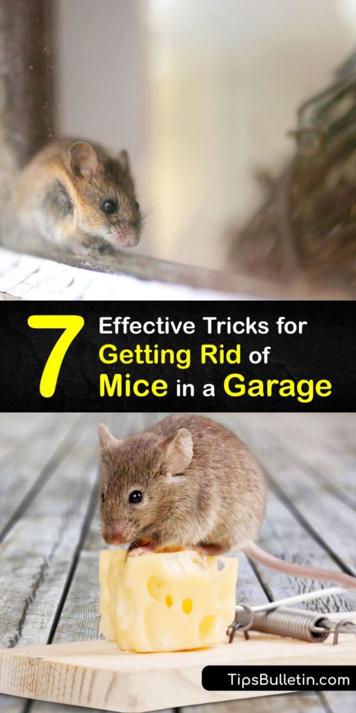 Prevent mice and deal with a mouse infestation by sealing around your garage door, cleaning up pet food, and setting a mouse trap. Use a live rodent trap, a snap trap, homemade repellent spray, and more to combat your mice infestation. #getridof #mice #garage