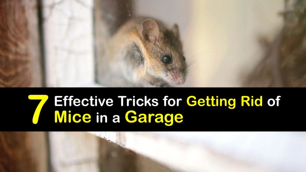 How to Get Rid of Mice in the Garage titleimg1