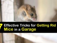 How to Get Rid of Mice in the Garage titleimg1