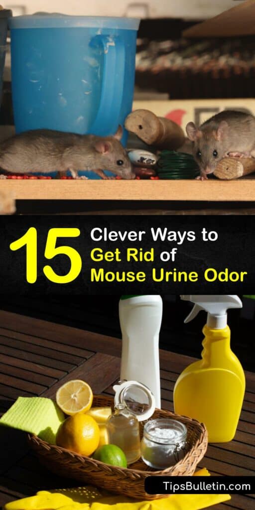 You may not be familiar with the smell of rat urine, but pee and mouse droppings in your home pose a serious risk. Discover sure-fire ways to get rid of urine odor in your home using homemade cleaners. #mouse #urine #odor #remove