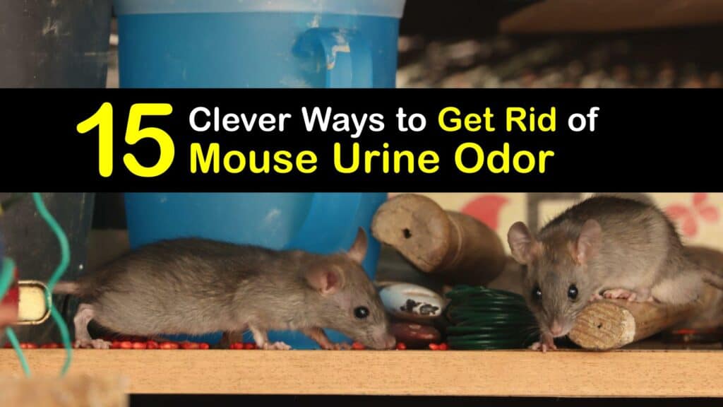 How to Get Rid of Mouse Urine Smell titleimg1