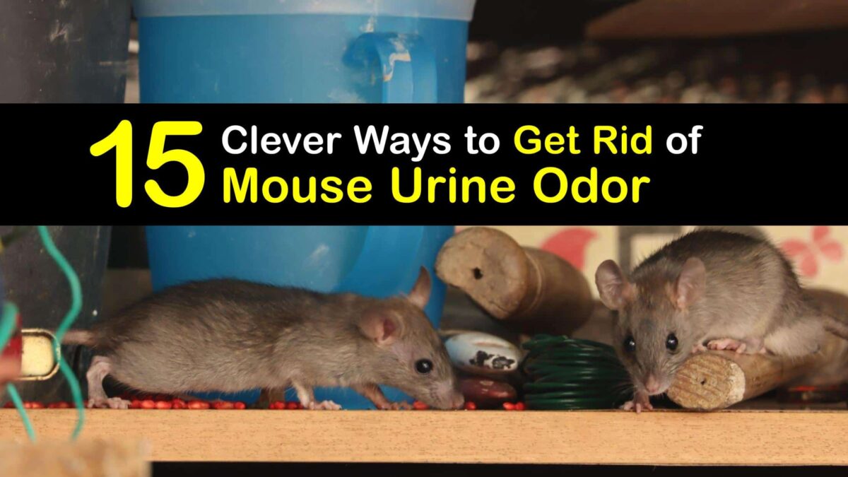 Mouse Pee Smells Guide for Getting Rid of Mice Urine Odors