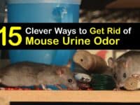 How to Get Rid of Mouse Urine Smell titleimg1