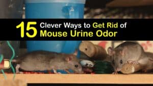 How to Get Rid of Mouse Urine Smell titleimg1