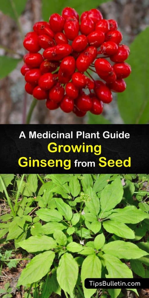 Discover how to grow your own ginseng plants (Panax quinquefolius) by planting ginseng seeds indoors and outside in the garden. Growing ginseng takes patience, and it’s vital to plant them in a wild-simulated environment to encourage germination and root development. #howto #grow #ginseng #seed