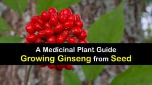 How to Grow Ginseng from Seed titleimg1