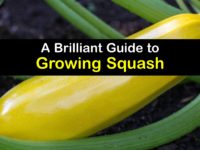 How to Plant Squash titleimg1