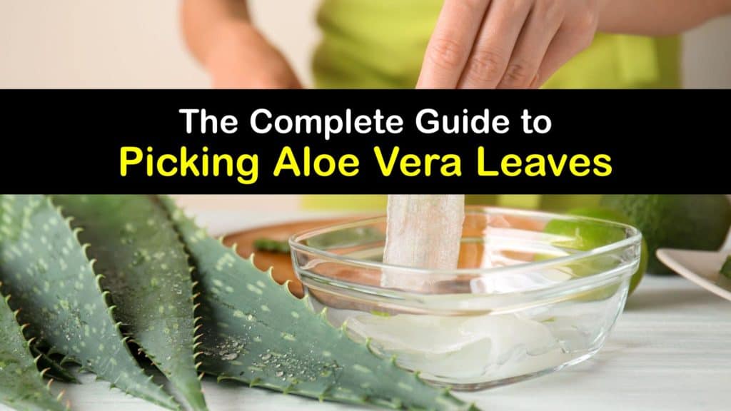 How to Harvest Aloe Vera titleimg1