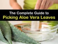 How to Harvest Aloe Vera titleimg1