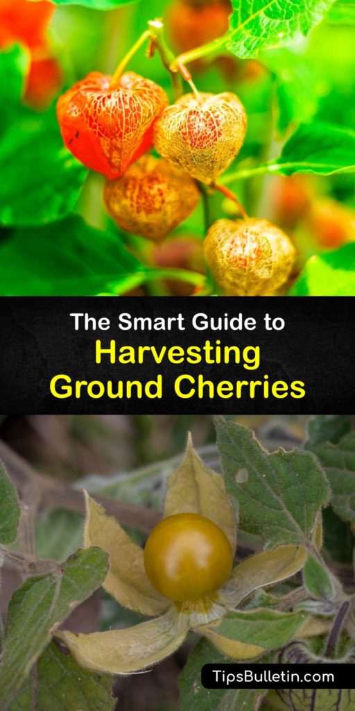Learn when and how to harvest husk cherry fruit from the Physalis pruinosa (P pruinosa) or the ground cherry plant for perfectly ripe husk cherries. After growing ground cherries, harvest when the husk turns brown and papery for ripe fruit every time. #harvest #ground #cherries