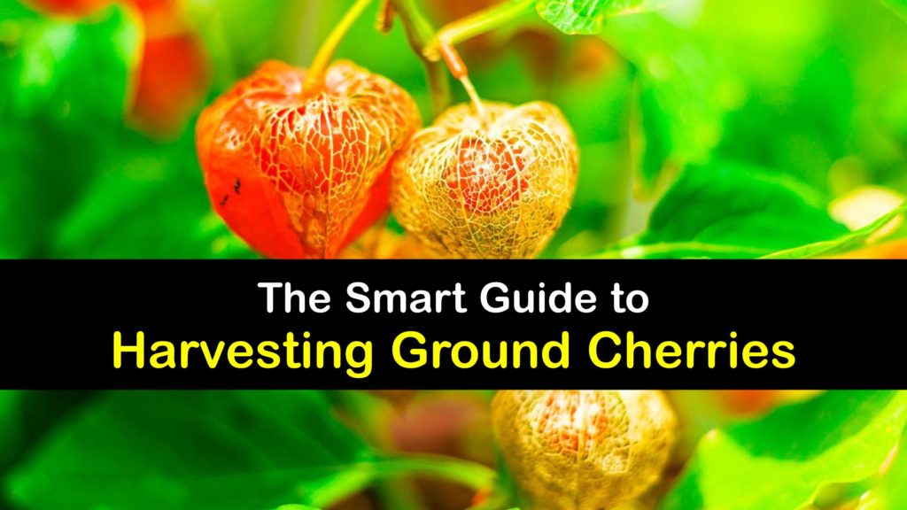 How to Harvest Ground Cherries titleimg1