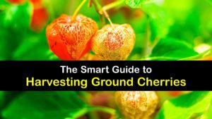 How to Harvest Ground Cherries titleimg1