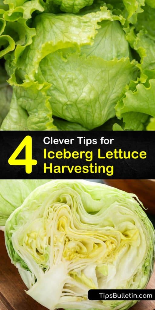 Iceberg, crisphead, or head lettuce plants are grown from lettuce seeds in many gardens. Like butterhead or looseleaf lettuce, iceberg needs regular watering, mulch, and protection from bolting to thrive. Knowing when and how to harvest ensures a good yield. #harvest #iceberg #lettuce