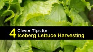 How to Harvest Iceberg Lettuce titleimg1