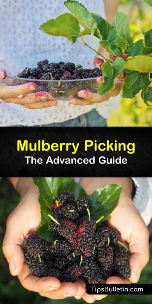Whether you pick from a mulberry tree in the wild in North America or grow mulberry tree at home, the fruit is delicious. The red mulberry tree, black mulberry, and white mulberry (Morus alba) produce a tasty berry that’s simple to harvest. #harvest #mulberries