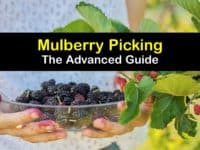 how-to-harvest-mulberries titleimg1