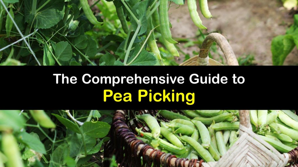 How to Harvest Peas titleimg1