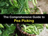 How to Harvest Peas titleimg1