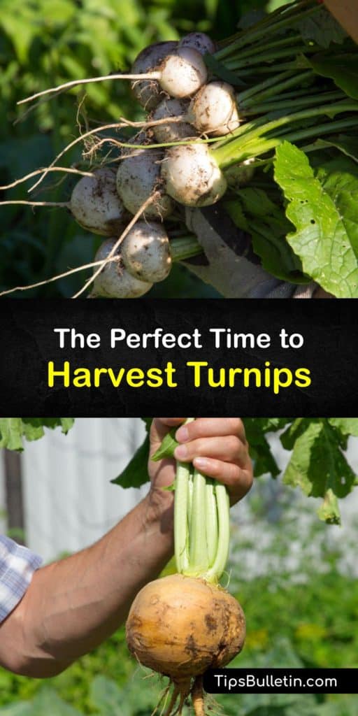 Turnips or Brassica rapa are a cool weather root vegetable like rutabagas. They are planted throughout the year, and a fall crop can be stored in the ground or in the root cellar. All cultivars need regular water, mulch, full sun and protection from aphids to thrive. #harvest #turnips