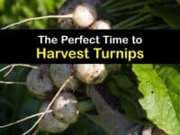 How to Harvest Turnips titleimg1