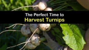 How to Harvest Turnips titleimg1