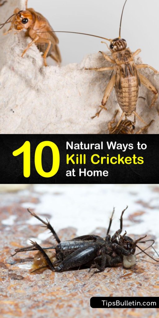 Killing Crickets - Fast Solutions for Getting Rid of a Cricket Problem