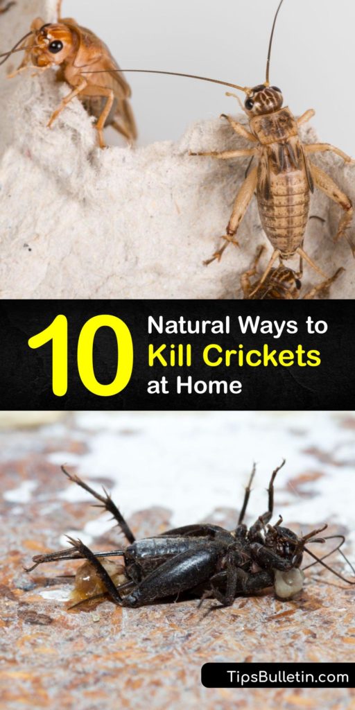 From New Jersey to California, people face cricket infestation and seek to prevent crickets. Learn to kill the house cricket, spider cricket, camel cricket, and cave crickets to stop disruptive male cricket chirping. Remove female and male crickets fast with natural methods.#getridof #crickets