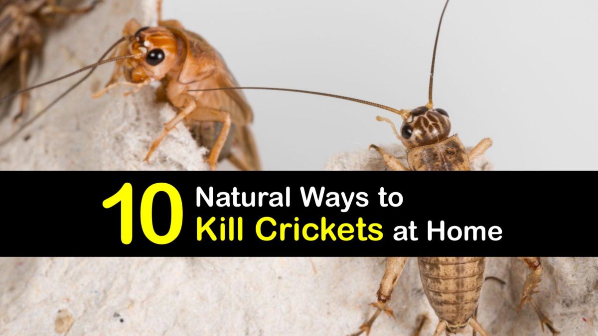Killing Crickets Fast Solutions for Getting Rid of a Cricket Problem
