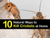 How to Kill Crickets titleimg1