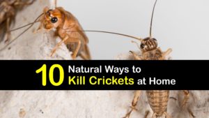 How to Kill Crickets titleimg1
